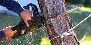 How Our Tree Care Process Works  in  Four Corners, OR